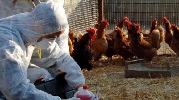 In Europa la peggiore epidemia di sempre di influenza aviaria H5N1