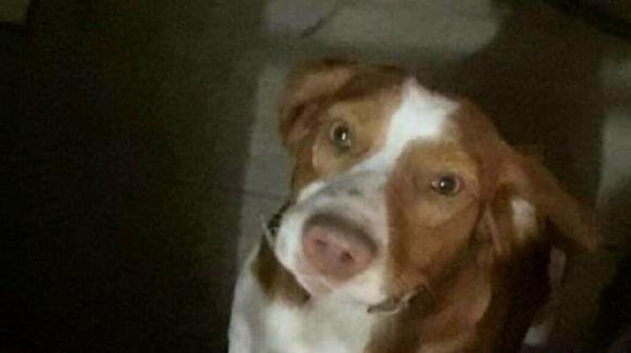 Brindisi, cagnolino scompare dalle campagne di Tuturano: proprietari chiedono aiuto