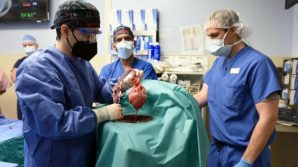 Trapianto rivoluzionario: il cuore di un maiale batte nel petto di un uomo