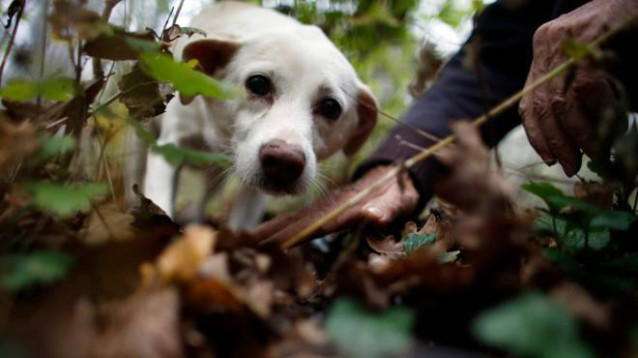 Langhe, cani da tartufo avvelenati: si parla di guerra tra "trifulau"