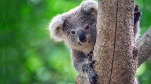 I Koala sono a rischio estinzione: stilata dall’Australia una lista di specie a rischio