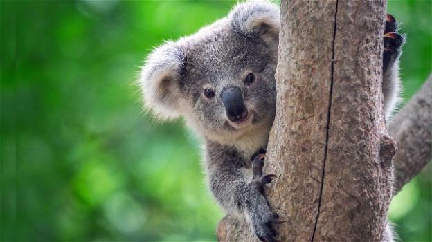 I Koala sono a rischio estinzione: stilata dall’Australia una lista di specie a rischio