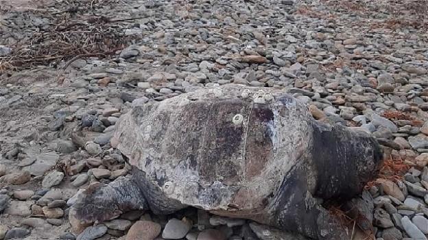 Brindisi, tartaruga trovata morta in spiaggia: nessuno la rimuove ancora dopo 15 giorni
