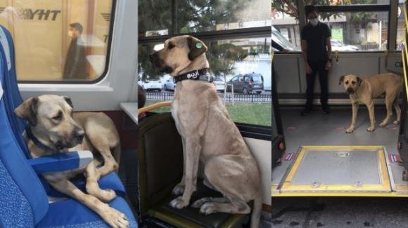 Istanbul, cane randagio usa regolarmente i mezzi di trasporto pubblico