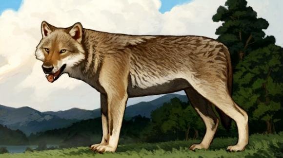 Roma: scoperte a Ponte Galeria ossa del primo lupo d’Europa
