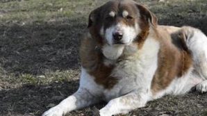 Baldassarre, il cane abbandonato a 14 anni dalla sua famiglia perché