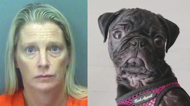 USA: uccide il cane dell’ex lanciandolo dal settimo piano, 46enne arrestata