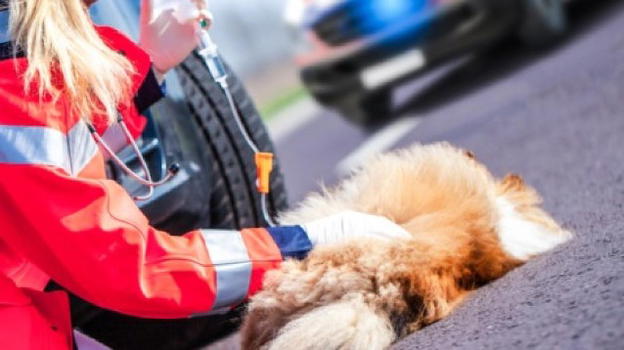 Cane travolto volontariamente da un SUV, l’automobilista riceve il massimo della pena