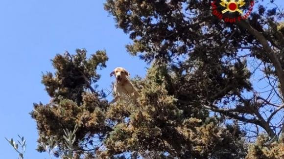 Lecce, cane insegue un gatto su un albero: entrambi rimangono bloccati