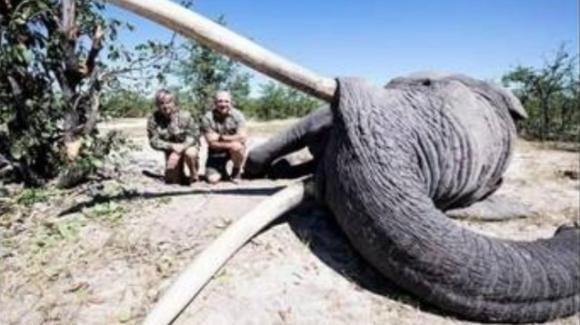 Ucciso l’ultimo esemplare di elefante più grande del mondo