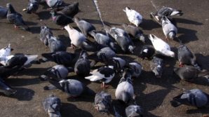 Piccioni selvatici: danni di una specie protetta