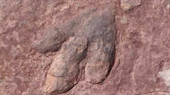 Argentina, scoperte le ossa dell’ultimo dinosauro carnivoro