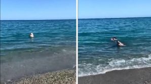 Calabria, avvistato uno squalo nel Mar Ionio