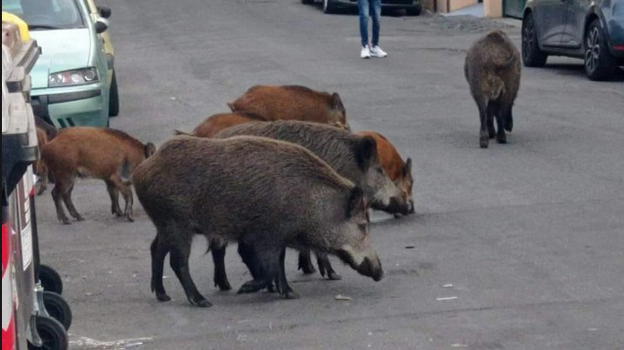 Roma: aggredita e accerchiata dai cinghiali mentre porta a spasso il cane