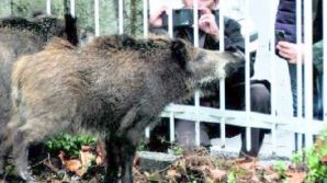 Roma: rilevato un caso di peste suina africana