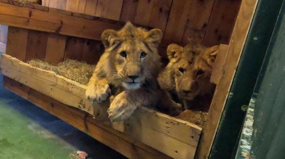 I leoni salvati dal conflitto stanno per tornare in Sud Africa
