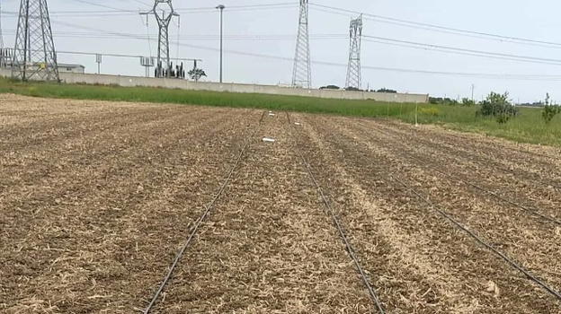 Brindisi, derubato delle piantine nei suoi terreni a Tuturano: la disperazione di un giovane