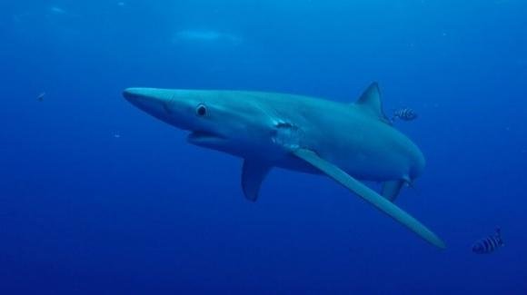 Brindisi, squalo fa capolino tra i bagnanti: paura e stupore in spiaggia