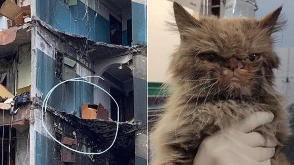 La storia del gatto salvato dopo 2 mesi a Borodjanka, in Ucraina