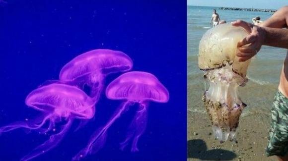 In Salento trovata una rara specie di meduse