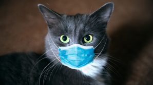 Thailandia, Covid: primo caso di gatto che contagia l’uomo