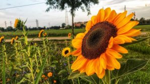 In Lombardia un enorme campo di girasoli da visitare e vivere