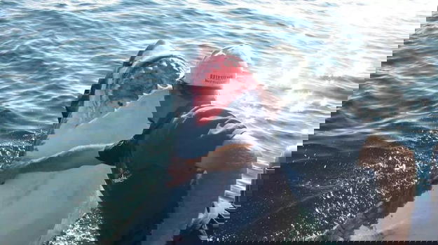 La bufala dello squalo salvato da un pescatore che adesso lo seguirebbe sempre