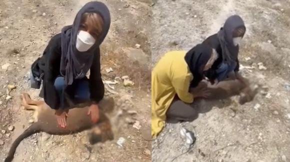 Il regime iraniano uccide 1700 cani, in progetto una legge per vietare gli animali domestici