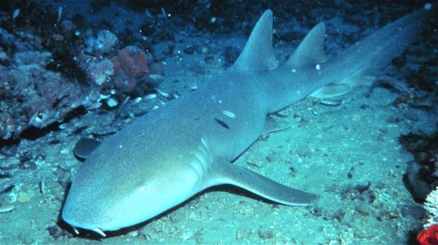 "Non voglio morire": bimbo di 8 anni attaccato da 3 squali nutrice alle Bahamas