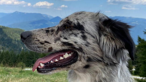 La nuova vita di Pallina: dagli abusi alle passeggiate nella natura