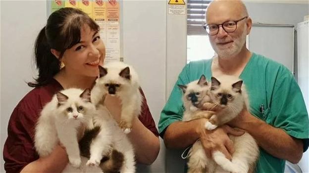 Si offre volontario per sterilizzare 117 gatti randagi mentre si trova in ferie in Sicilia