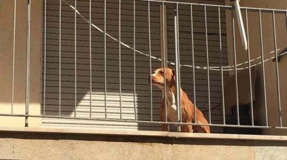 Roma, cane lasciato sul balcone senza acqua: i vicini lo salvano con un trucco ingegnoso