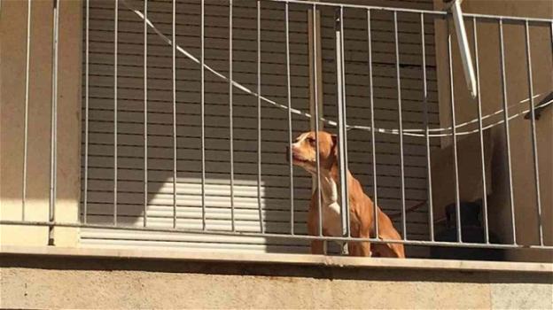 Roma, cane lasciato sul balcone senza acqua: i vicini lo salvano con un trucco ingegnoso
