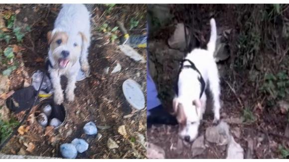 Cani poliziotto scoprono 10 chili di droga in un boschetto: si chiamano Leone e Nagut