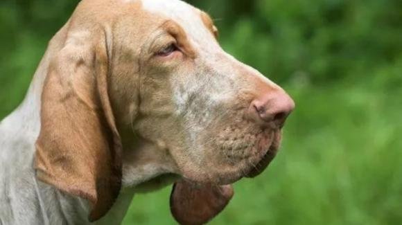 Il suo cane si rompe una zampa, cacciatore lo uccide: scatta la denuncia