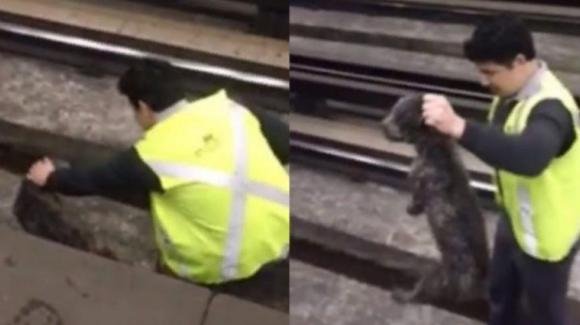 Macchinista ferma il treno in corsa per salvare un cane incastrato tra i binari