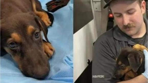Paramedico adotta questo cane che da poco aveva perso la sua proprietaria