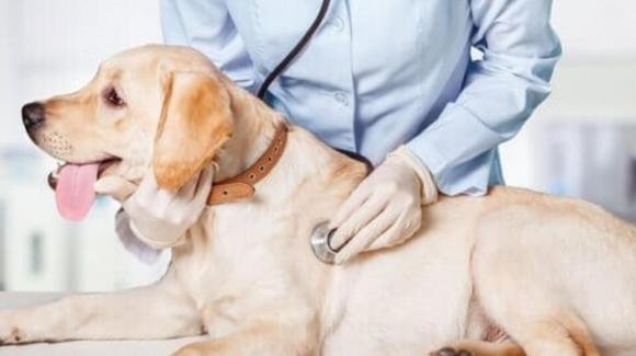 Visite veterinarie gratuite in Italia: l’iniziativa per chi è in difficoltà economiche