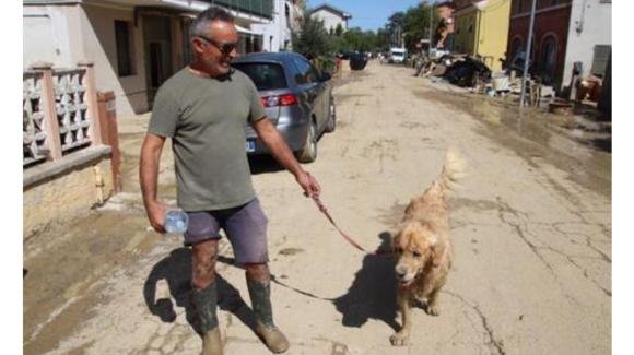 Nubifragio Marche, il cane Rocco si è salvato da solo dimostrando tutta la sua intelligenza