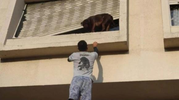 Fattorino vede un cane che rischia di cadere dal secondo piano e si arrampica per salvarlo