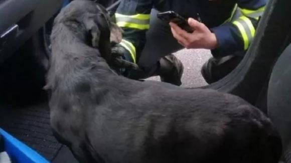 Agente salva un cane abbandonato sulla statale 106 e lo adotta: si chiama Lucky