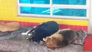 Benzinaio adotta tutti i cani randagi che bussano alla sua porta