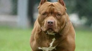 Pitbull sbrana il suo barboncino mentre sono a passeggio: proprietaria 80enne sotto choc