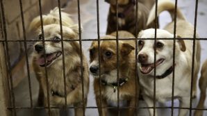Vergognoso furto al canile di Foggia: i ladri portano via beni di prima necessità destinati ai cani