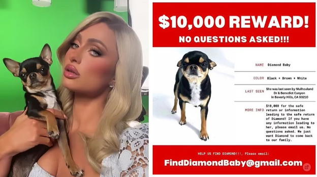 Paris Hilton perde il cane, 10mila dollari di ricompensa a chi lo ritroverà