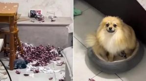 Distrugge 250 confezioni di figurine dell’album della Coppa del Mondo, la sua reazione è indimenticabile