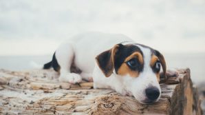 Mette al suo cane un collare con elettrochoc: cacciatore condannato a tremila euro di multa