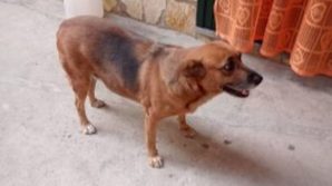 Stella, la cagnolina di quartiere è stata trovata morta