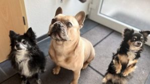 Area per i cani del palazzo, un condomino si rifiuta: il giudice gli dà ragione