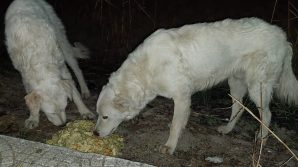 Uccisi due cuccioli di pastore maremmano